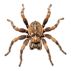 Tarantula Spider Top View Isolated on Transparent Background - Generative AI  
