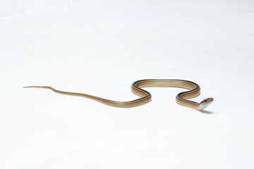 Culebra Rayada Yucateca (Coniophanes schmidti)