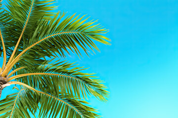Group of big green banana leaves of exotic palm tree in sunshine on white background. Tropical plant foliage with visible texture. Pollution free symbol. Close up, copy space. Generative AI