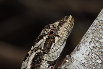 Anolis