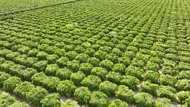 Aerial shot of rows of orange trees on a farm in central California.