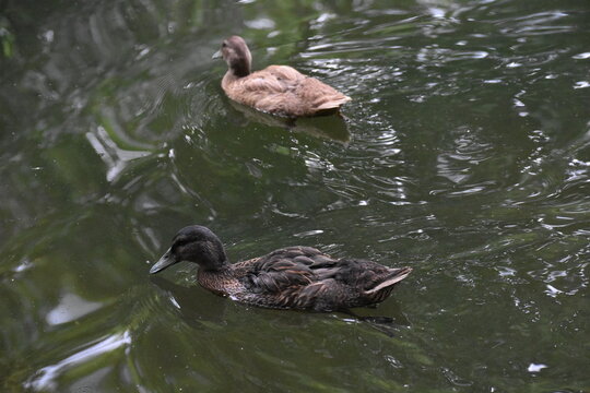Patos nadando en el agua del estanque