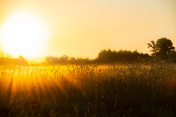 sunrise in the field