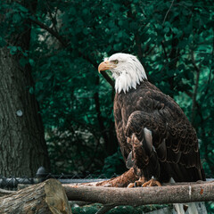 Bald Eagle Posing