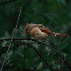 Female Cardinal perched