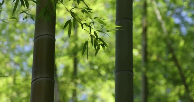 Green bamboo leaves in Japanese forest in spring sunny day