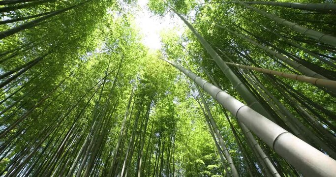 A green bamboo forest in spring wide shot low angle