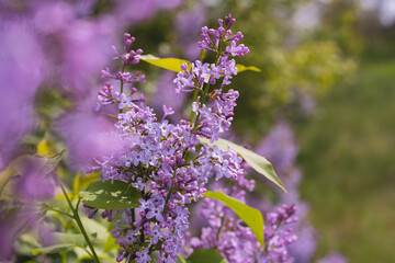Beautiful lilac flowers. Purple lilac flowers on the bush. Springtime background.