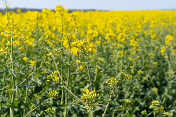 Fototapeta premium Field of colza rapeseed yellow flowers and blue sky. Oilseed, canola, colza. Nature background. Spring landscape. Ukraine agriculture illustration