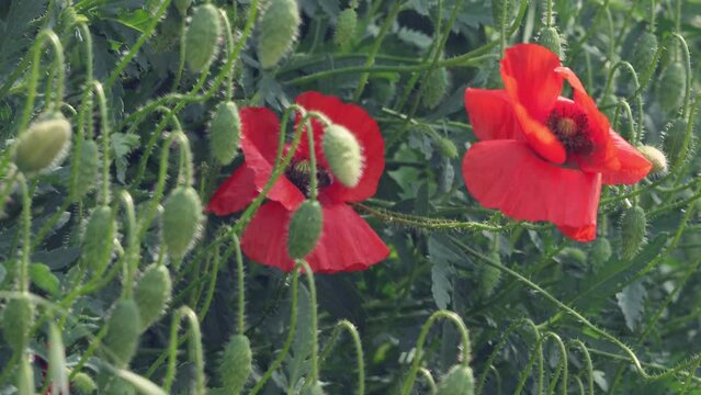 Red poppies close-up in green grass. 