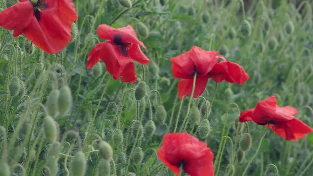 Red poppies close-up in green grass.