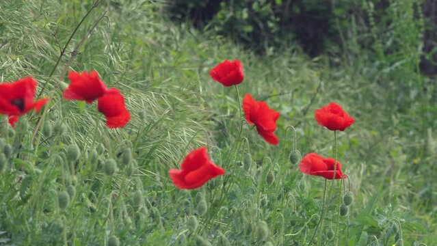 Red poppies close-up in green grass.