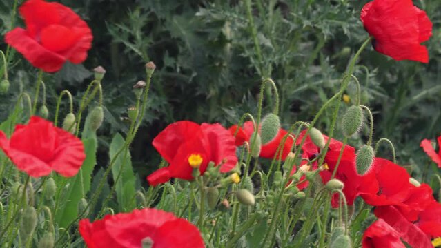 Red poppies close-up in green grass. 