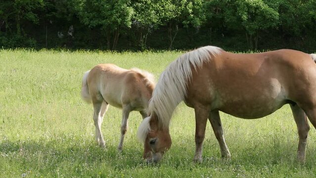 Brown horse with a white mane and foal