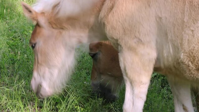 Close-up head of brown horse and foal 