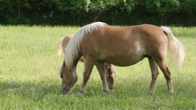Brown horse with a white mane and foal