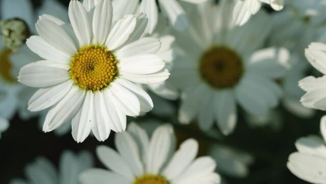Daisies flowers closeup, view from above
