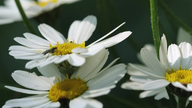 Daisies flowers closeup, summer