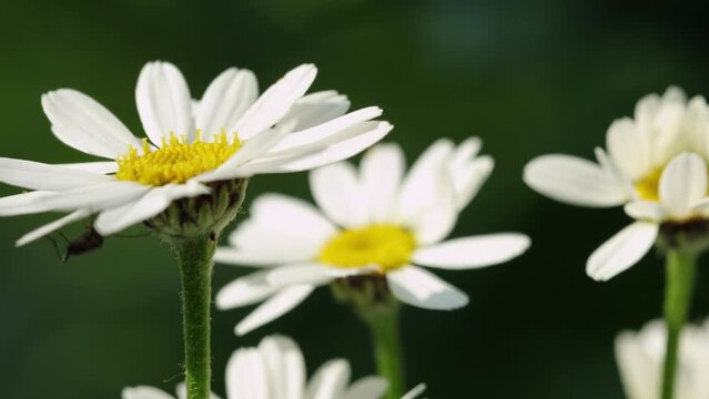 Daisies flowers closeup, sunlight, summer