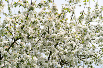 Beautiful white flowers on a branch of an apple tree against the background of a blurred garden. Apple tree blossom. Spring background
