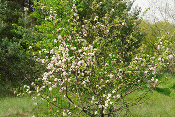 Fototapeta na wymiar Beautiful white flowers on a branch of an apple tree against the background of a blurred garden. Apple tree blossom. Spring background