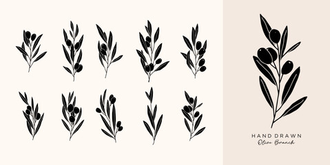 Olive Branch for olive oil logo or olive icon, hand drawn olive branch botanical herbs elements in vector format, floral olive frame and border