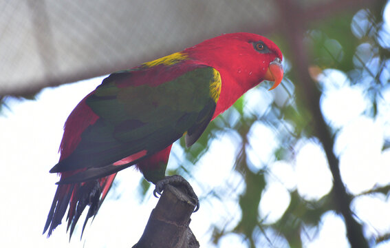 Lory bird perching on branch, The chattering lory, Lorius garrulus is a forest dwelling parrot endemic to North Maluku, Indonesia.