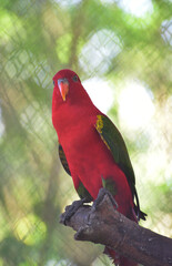 Lory bird perching on branch, The chattering lory, Lorius garrulus is a forest dwelling parrot...