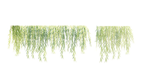 isolated cutout creepers plant or hanging plant, best use for landscape design, architectural...