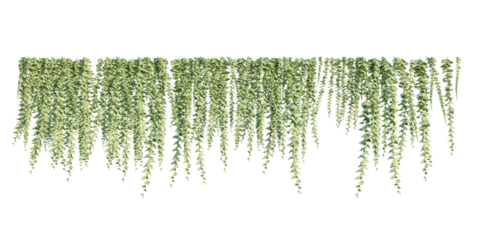 isolated cutout creepers plant or hanging plant, best use for landscape design, architectural design, and post pro visualization render.