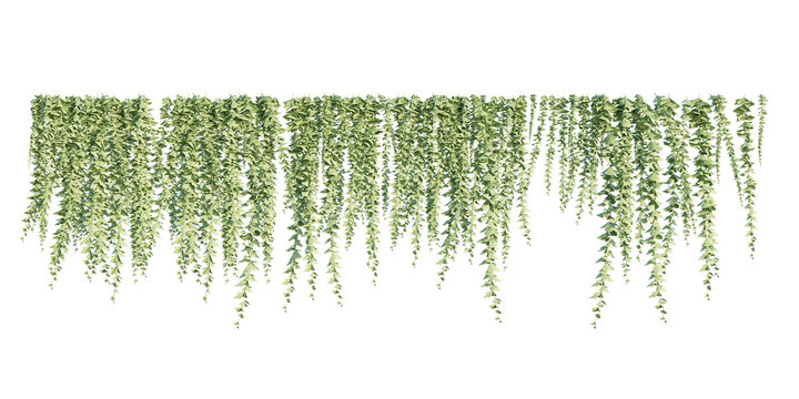 isolated cutout creepers plant or hanging plant, best use for landscape design, architectural design, and post pro visualization render.