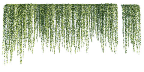 isolated cutout creepers plant or hanging plant, Vernonia elliptica/Vernonia elaeagnifolia, best use for landscape design, architectural design, and post pro visualization render.