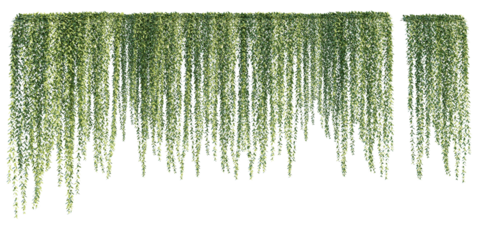 isolated cutout creepers plant or hanging plant, Vernonia elliptica/Vernonia elaeagnifolia, best use for landscape design, architectural design, and post pro visualization render.