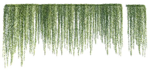 Zelfklevend Fotobehang isolated cutout creepers plant or hanging plant, Vernonia elliptica/Vernonia elaeagnifolia, best use for landscape design, architectural design, and post pro visualization render. © AK082
