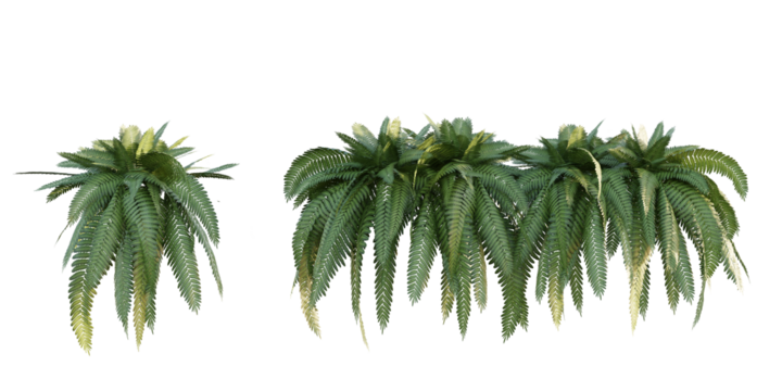 isolated plant pteridophyta hanging decorations, best use for interior design, landscpae design, and post pro render visualization