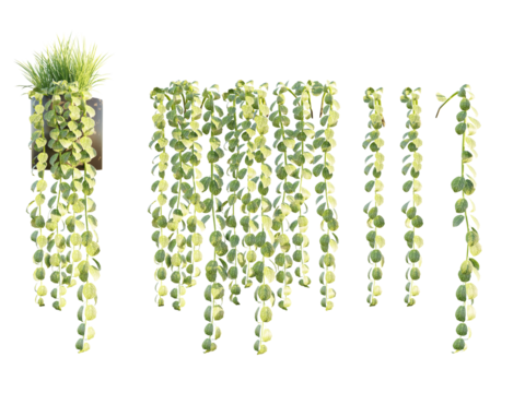 isolated peperomia hanging plant or creepers plant, best for landscape design use , and post pro render use.