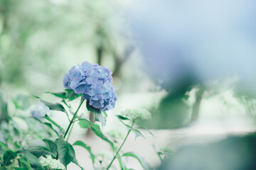 青い紫陽花