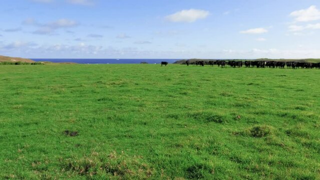 Footage of a herd of black dairy cows grazing in a large green field near the Bass Strait coastline on
King Island in Tasmania in Australia