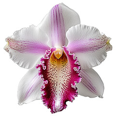 cattleya orchid, orchid, flower