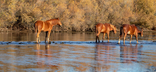 Darker and lighert bay wild horse stallions in the Salt Creek river canyon near Phoenix Arizona...