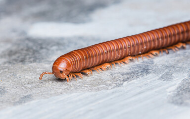 Close up a big millipede crawling on the cement floor, Selective focus.