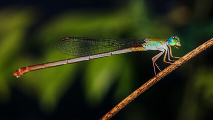 A colorfull damselfly perched on a tree branch and nature background, Selective focus, insect macro, Colorful insect in Thailand.