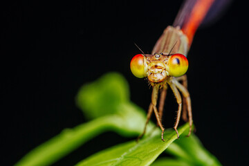A beautiful little orange Damselfly perched on green leaf and nature background, Selective focus,...