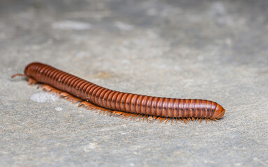 Close up a big millipede crawling on the cement floor, Selective focus.