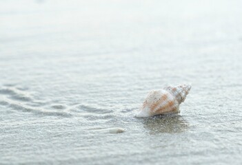 Obraz na płótnie Canvas Shell on sand, shell on beach