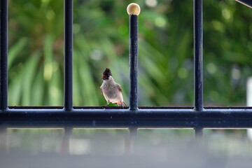 A Sooty-headed bulbul bird hold on blue iron fence