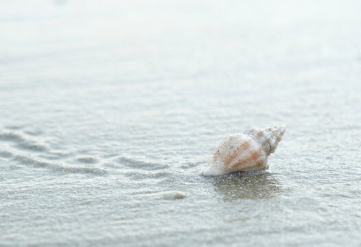 Shell on sand, shell on beach