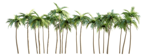 isolated cutout of group coconut tree, best use for landscape design and post pro render visualization