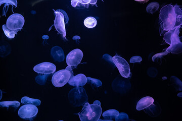 jellyfish in water small jellyfish aquarium