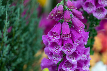 Purple foxglove flowers in full bloom in a flower bed. Digitalis purpurea